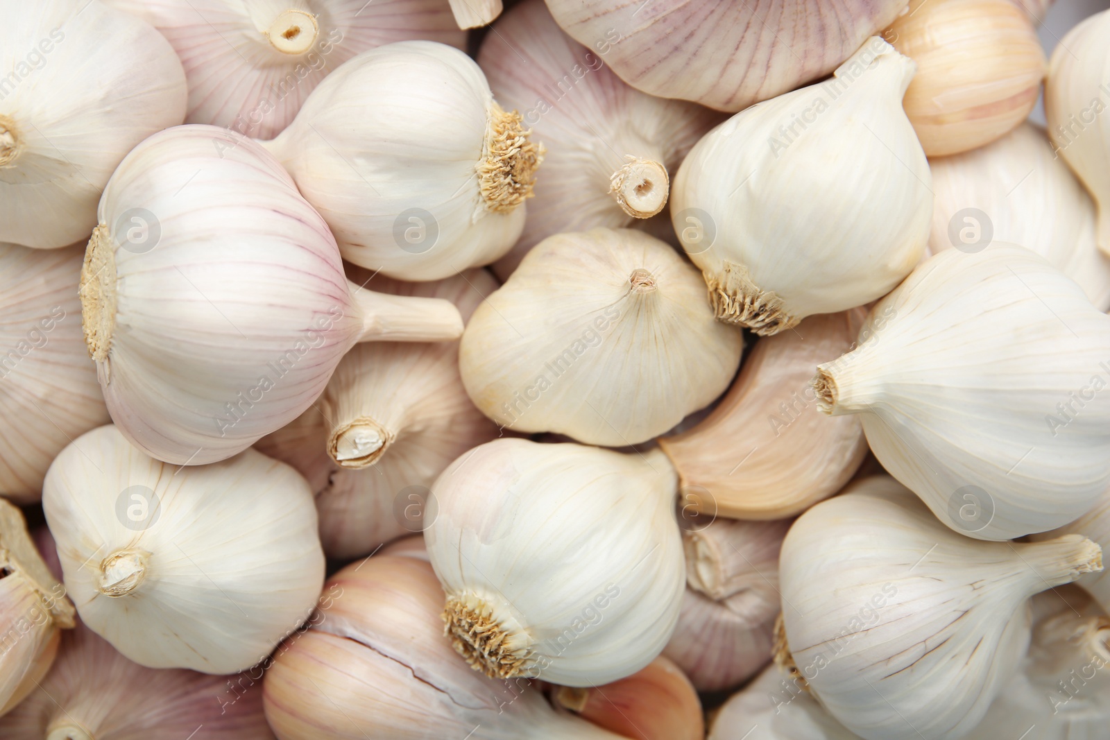 Photo of Many fresh raw garlic bulbs as background