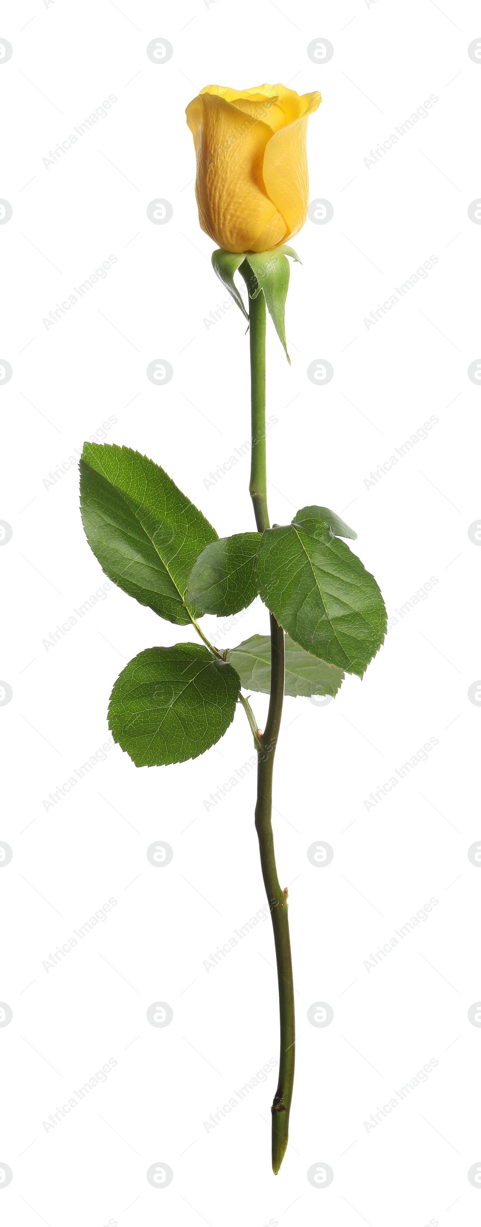 Photo of One beautiful yellow rose isolated on white