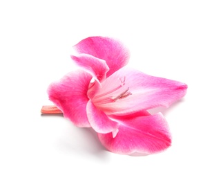 Photo of Beautiful gladiolus flower on white background