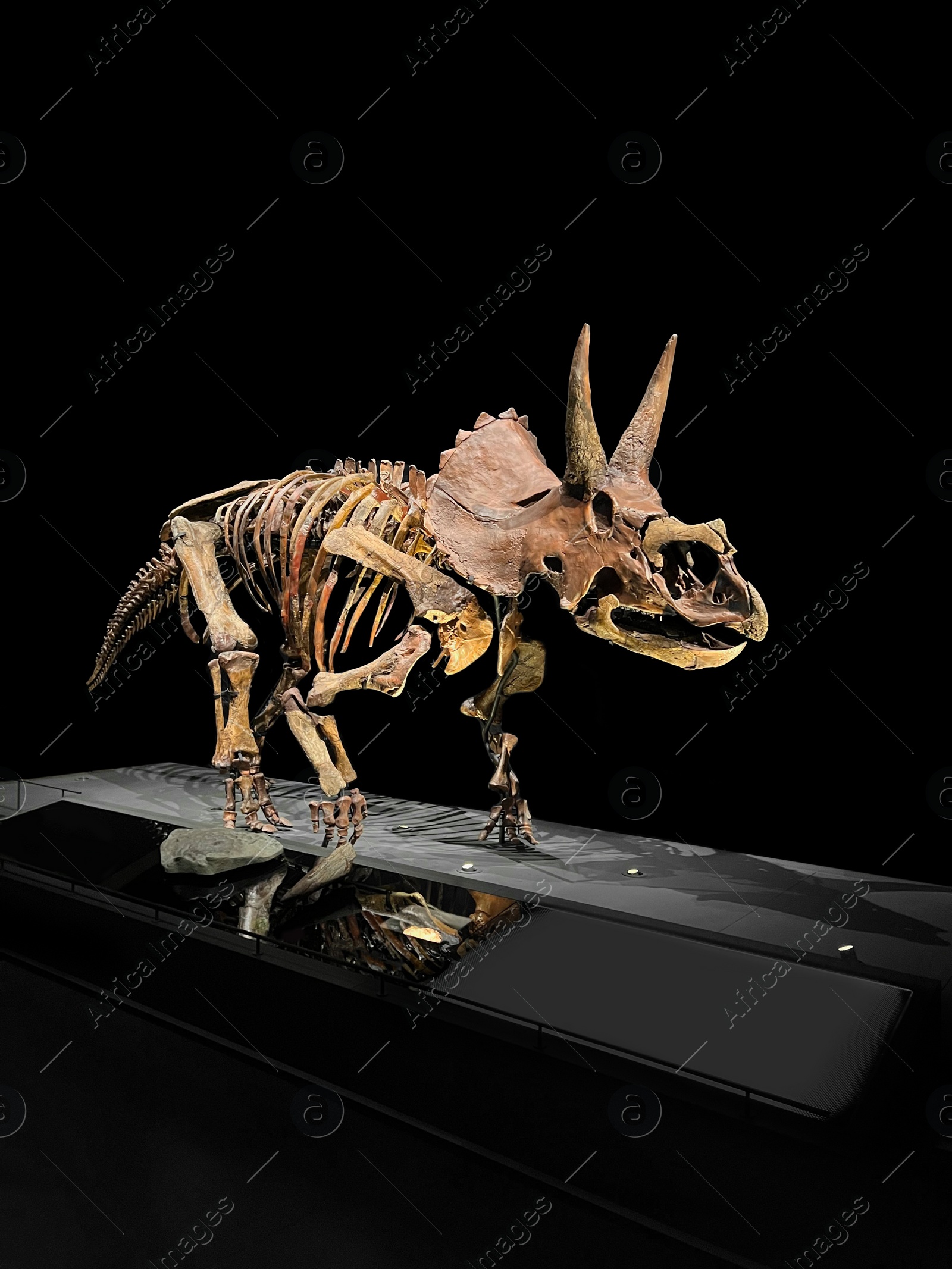 Photo of Life size skeleton of Triceratops in museum