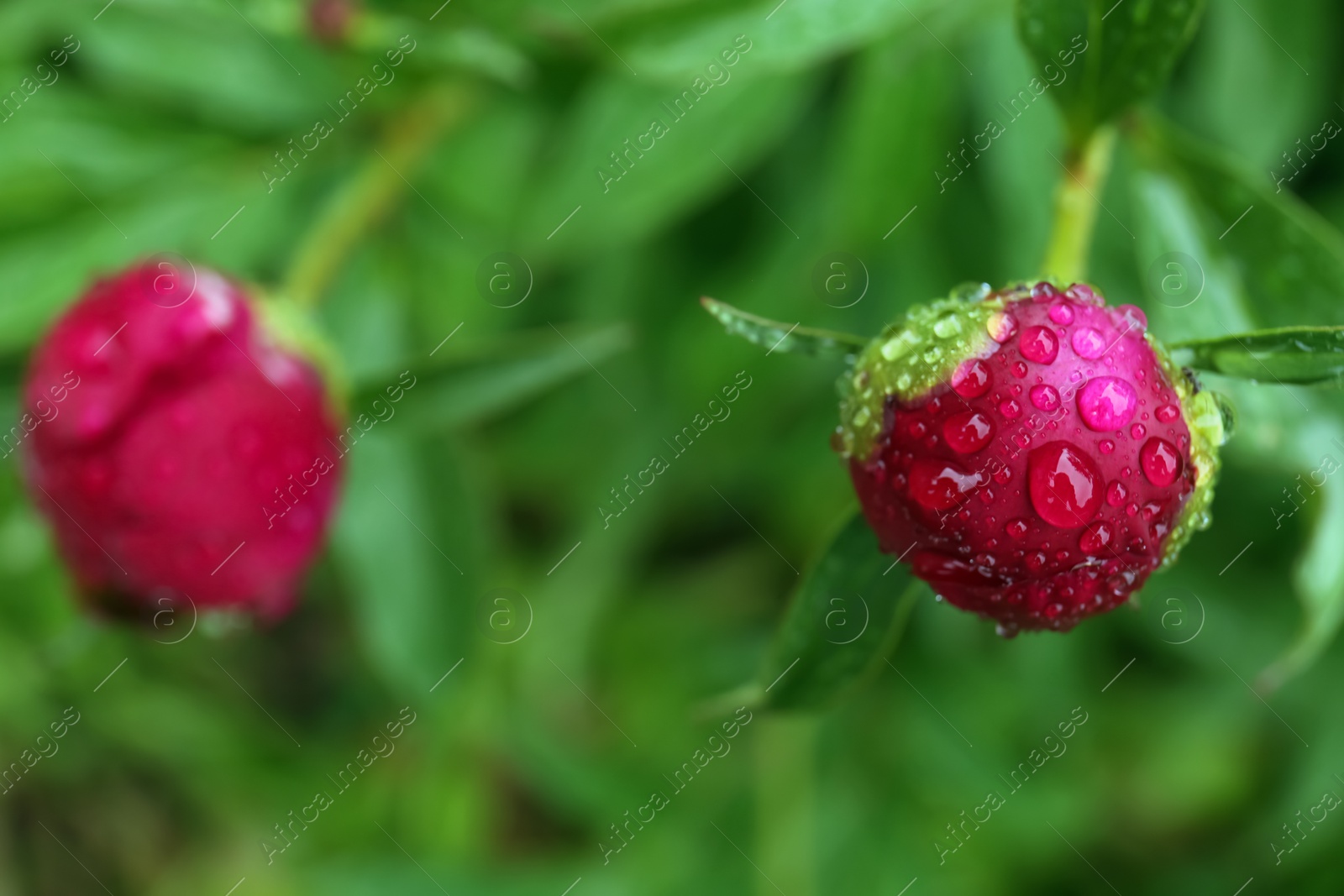 Photo of Beautiful red peony bud with dew drops outdoors, closeup. Space for text