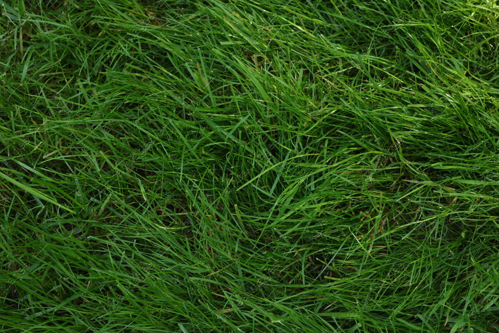 Photo of Fresh green grass as background, top view