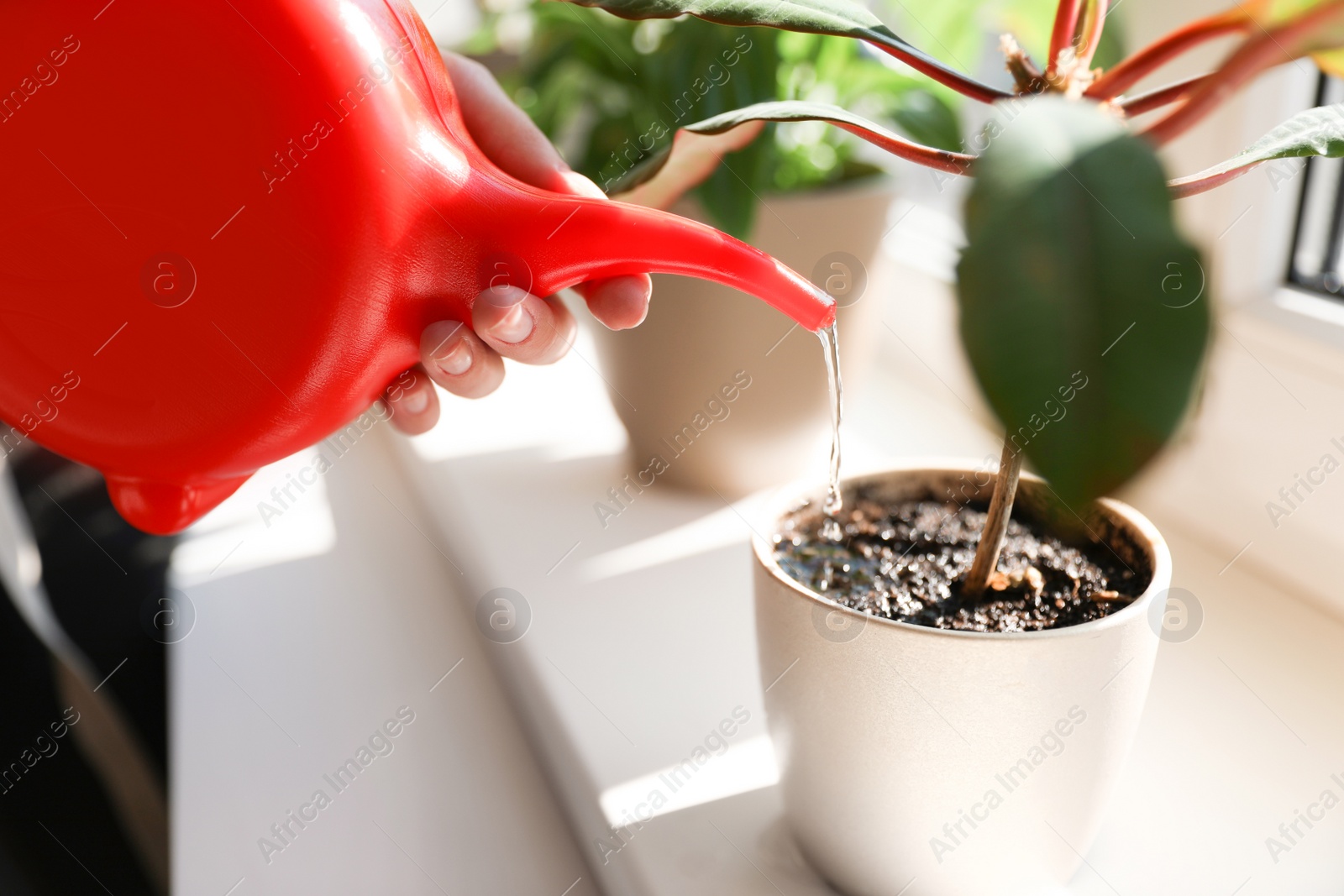 Photo of Woman watering growing home plant on windowsill indoors, closeup
