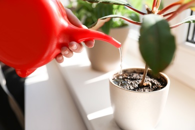 Woman watering growing home plant on windowsill indoors, closeup