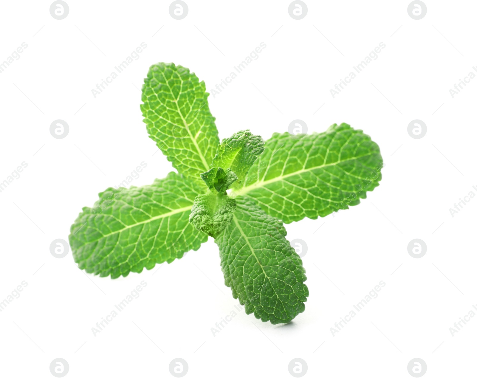 Photo of Branch of fresh mint isolated on white