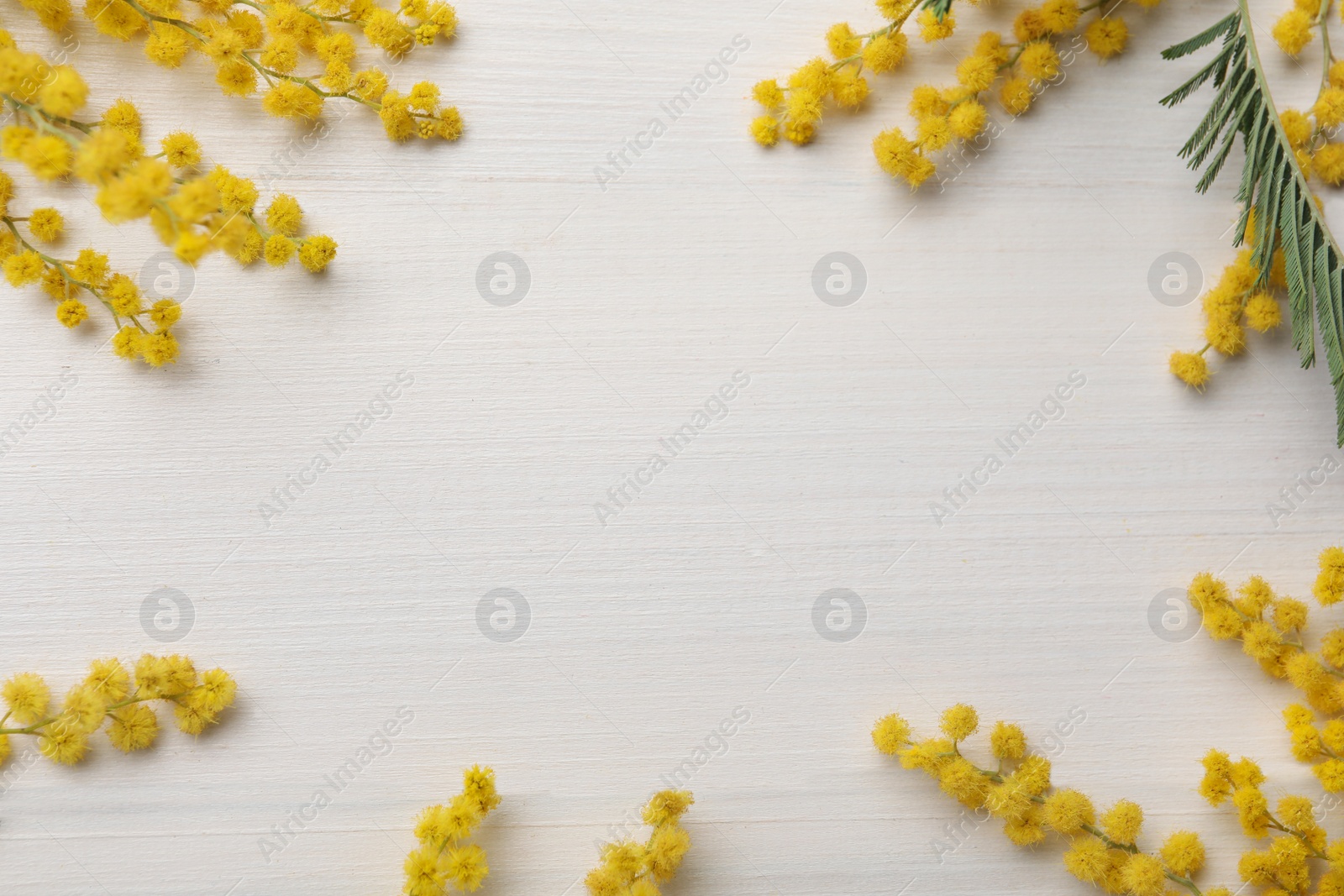 Photo of Frame of beautiful mimosa flowers on white wooden table, flat lay. Space for text