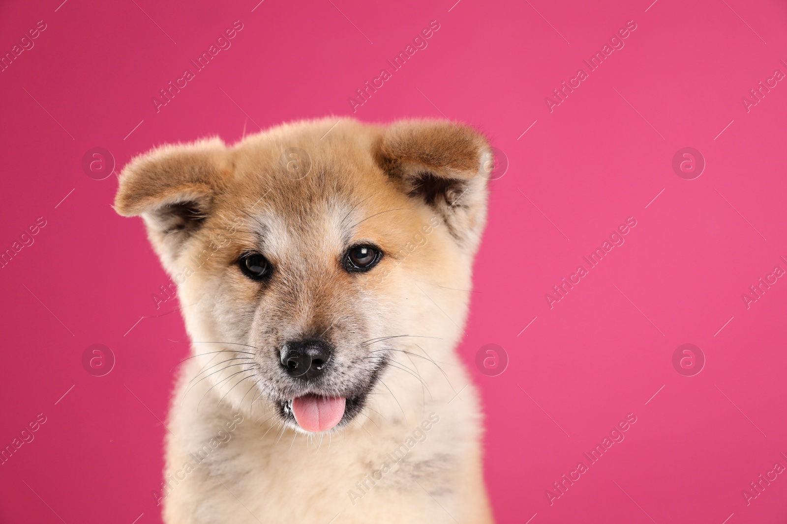 Photo of Adorable Akita Inu puppy looking into camera on pink background, space for text