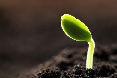 Photo of Little green seedling growing in soil, closeup. Space for text