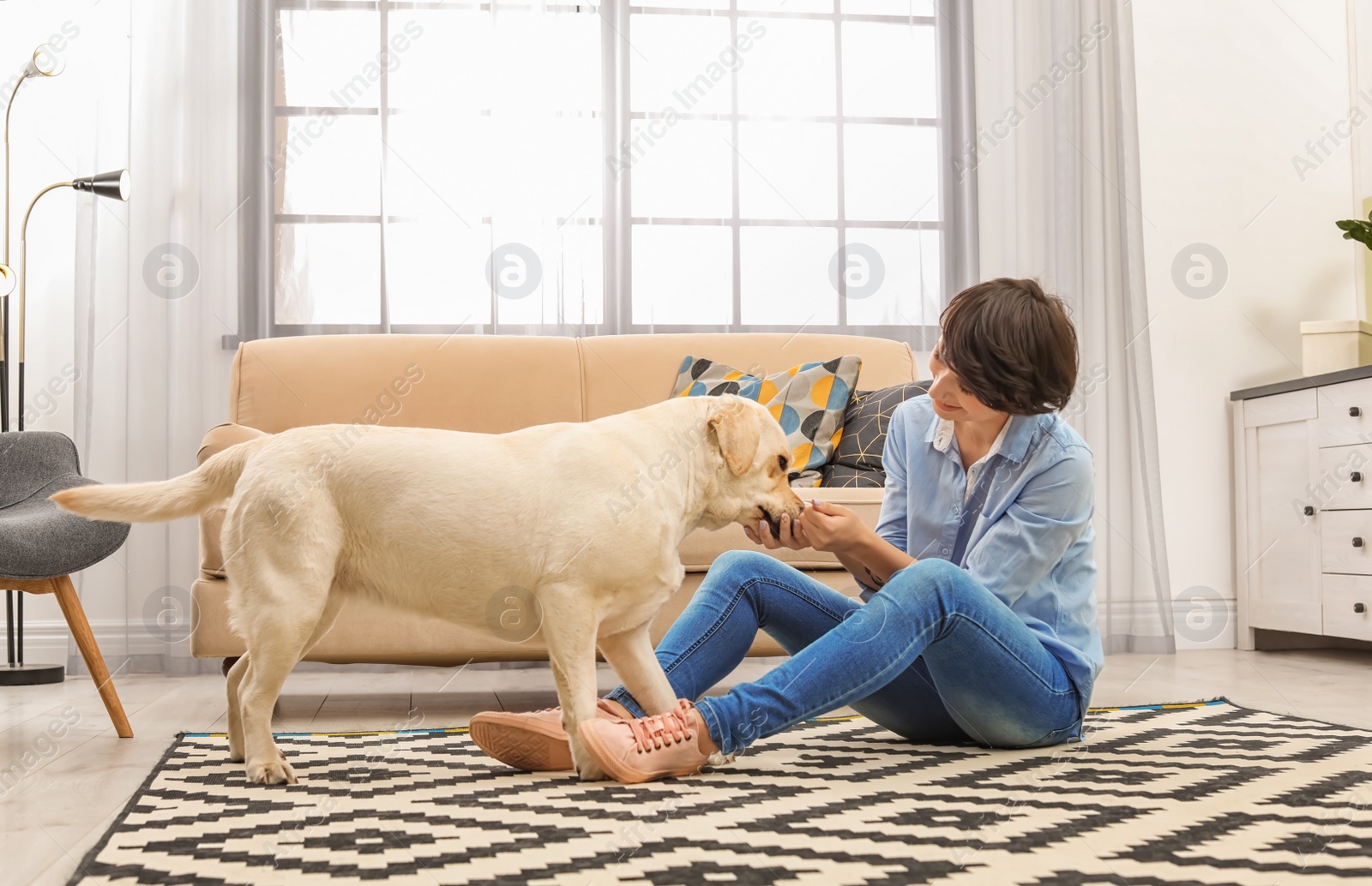 Photo of Adorable yellow labrador retriever with owner at home