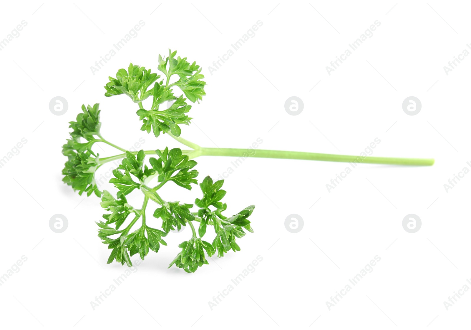 Photo of Fresh green organic parsley on white background