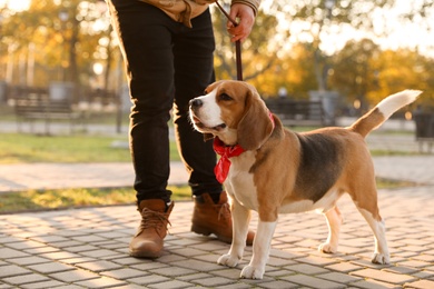 Photo of Man walking his cute Beagle dog in autumn park, closeup