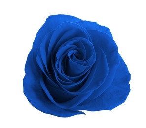 Image of Beautiful blooming blue rose on white background