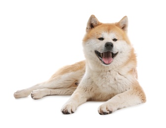 Photo of Cute Akita Inu dog isolated on white