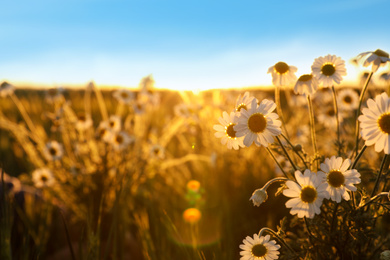 Photo of Closeup view of beautiful chamomile field on sunny day