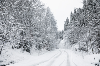 Picturesque view of road near snowy forest on winter day