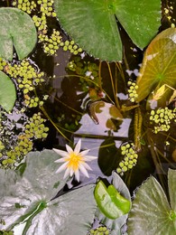 Photo of Beautiful blooming waterlily and leaves in pond, top view
