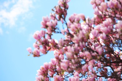 Photo of Blurred view of beautiful tree with pink blossom outdoors. Bokeh effect