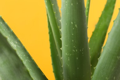 Photo of Green aloe vera plant on yellow background, closeup
