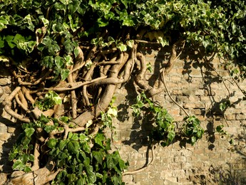 Photo of Beautiful plant with green leaves on brick wall