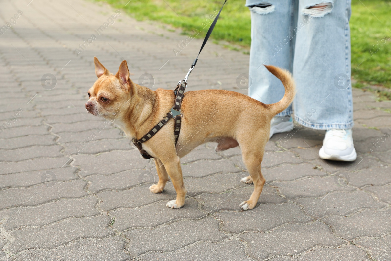 Photo of Owner walking with her chihuahua dog on city street, closeup