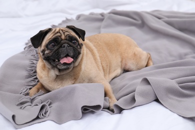 Photo of Happy cute pug dog on grey plaid at home