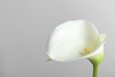 Photo of Beautiful calla lily flower on white background, closeup. Space for text