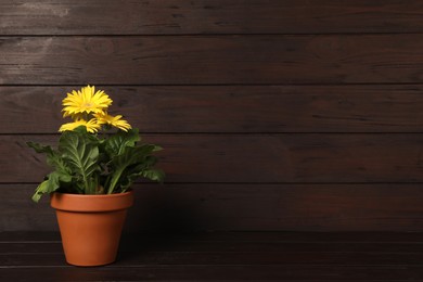 Photo of Beautiful blooming gerbera flower in pot on wooden table, space for text