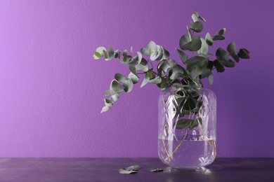 Photo of Beautiful eucalyptus branches in glass vase on table against purple background. Space for text
