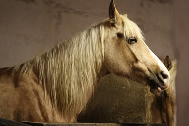 Photo of Adorable horses in stable. Lovely domesticated pet