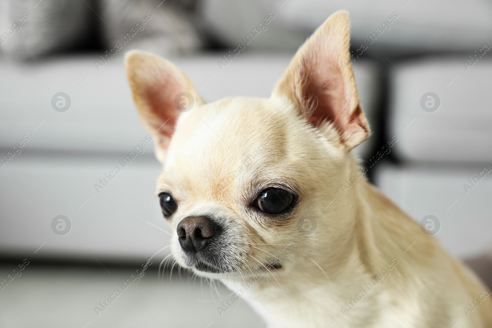 Photo of Adorable Toy Terrier on blurred background. Domestic dog