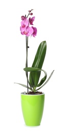 Photo of Beautiful tropical orchid flower in pot on white background