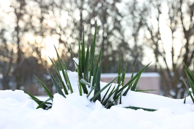 Photo of Green plant growing through snow in winter park