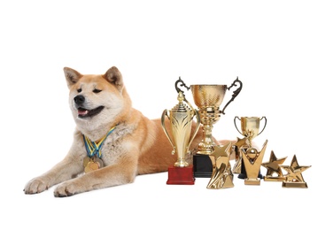 Photo of Adorable Akita Inu dog with champion trophies and medals on white background