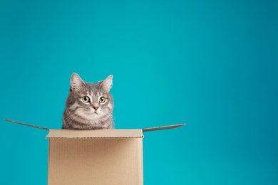 Photo of Cute grey tabby cat sitting in cardboard box on blue background