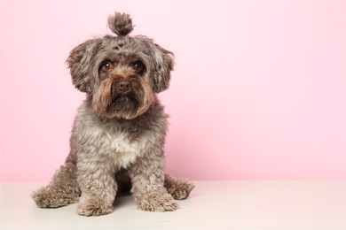 Photo of Cute Maltipoo dog on white table against pink background, space for text. Lovely pet