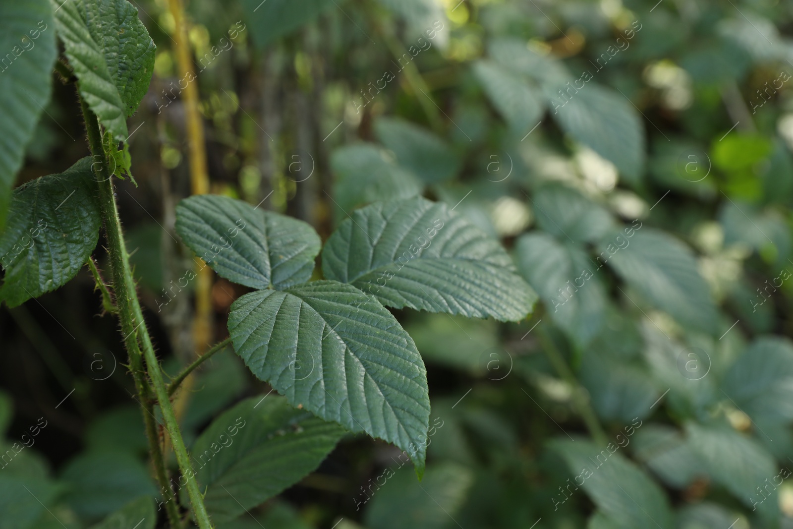 Photo of Beautiful wild plant with green leaves growing outdoors, closeup. Space for text