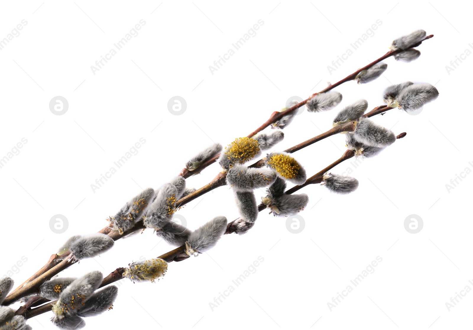 Photo of Beautiful blooming willow branches isolated on white