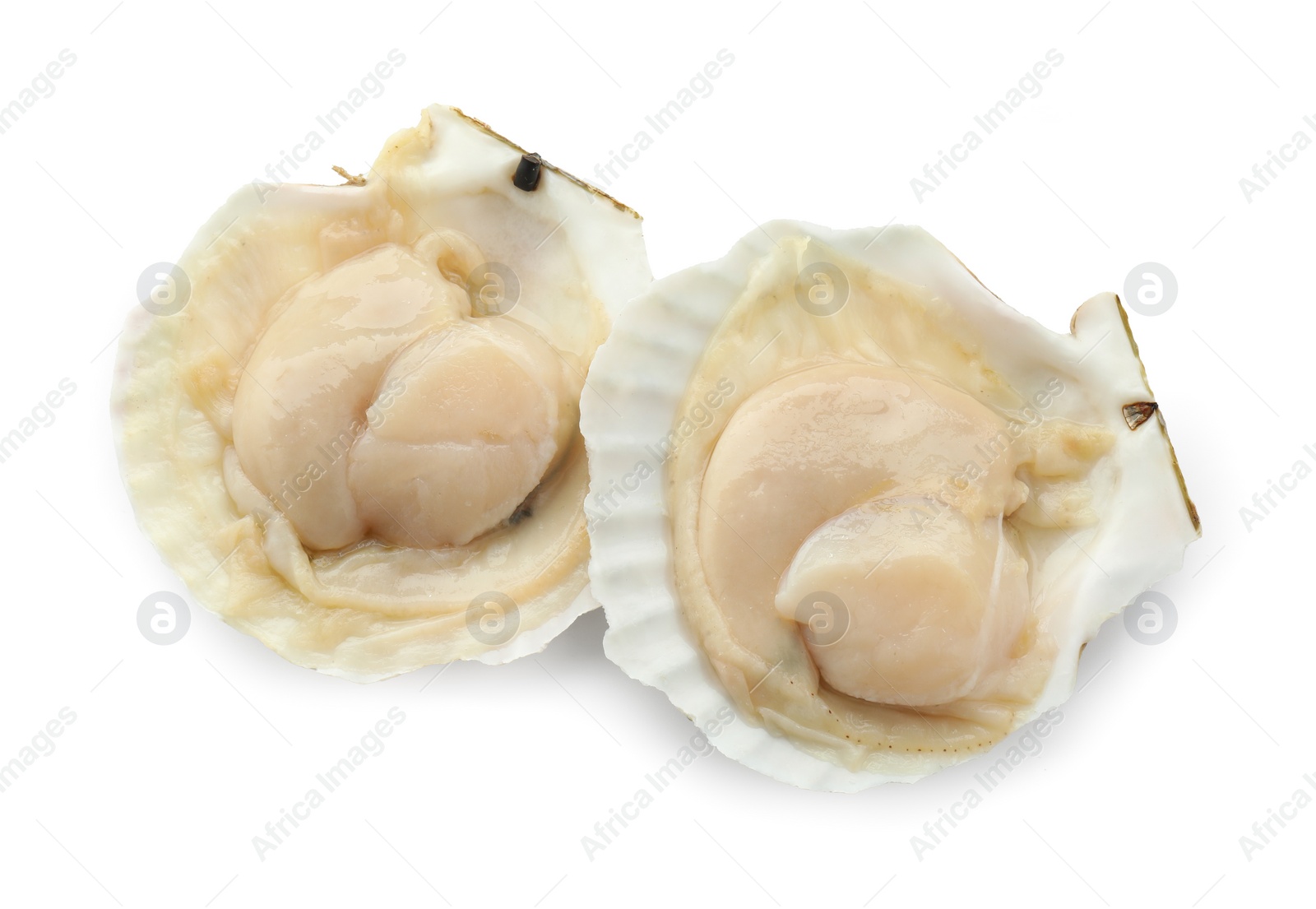 Photo of Fresh raw scallops in shells isolated on white, top view
