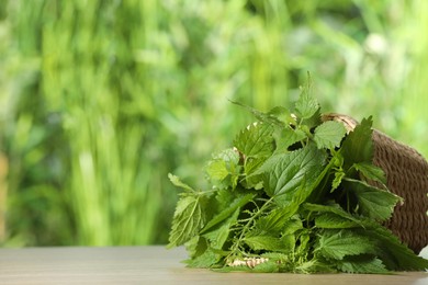 Fresh stinging nettle leaves on table outdoors, space for text