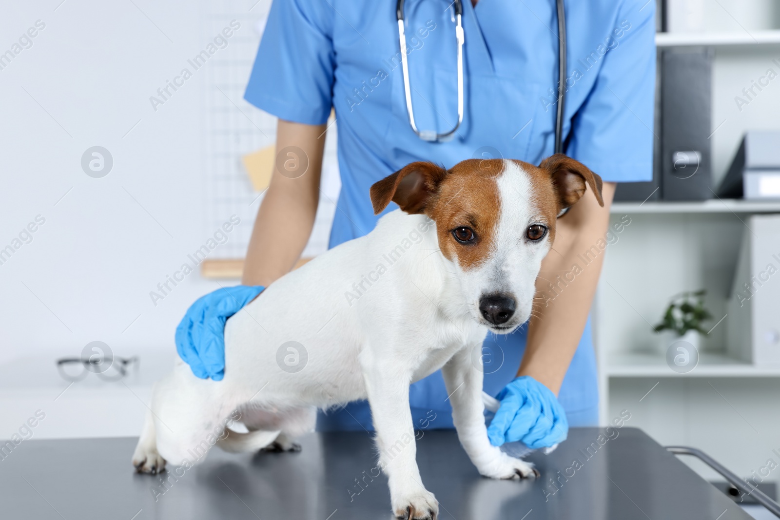 Photo of Veterinarian applying bandage onto dog's paw at table in clinic, closeup