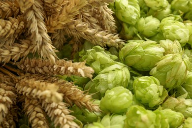 Spikes on fresh green hops, closeup view