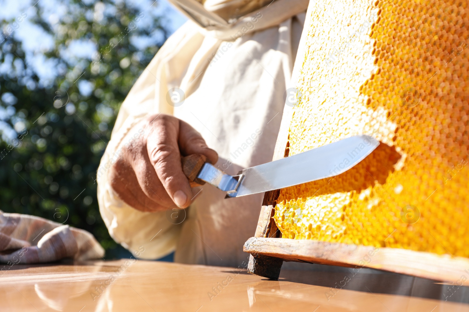 Photo of Senior beekeeper uncapping honeycomb frame with knife at table outdoors, closeup