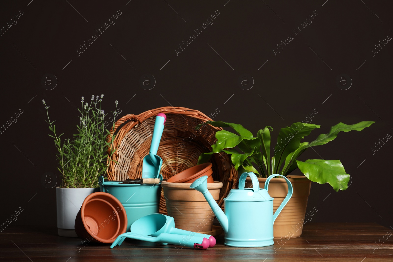 Photo of Beautiful plants and gardening tools on wooden table against brown background