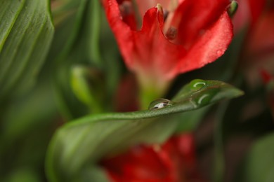 Beautiful leaf and flower with water drops on blurred background, closeup