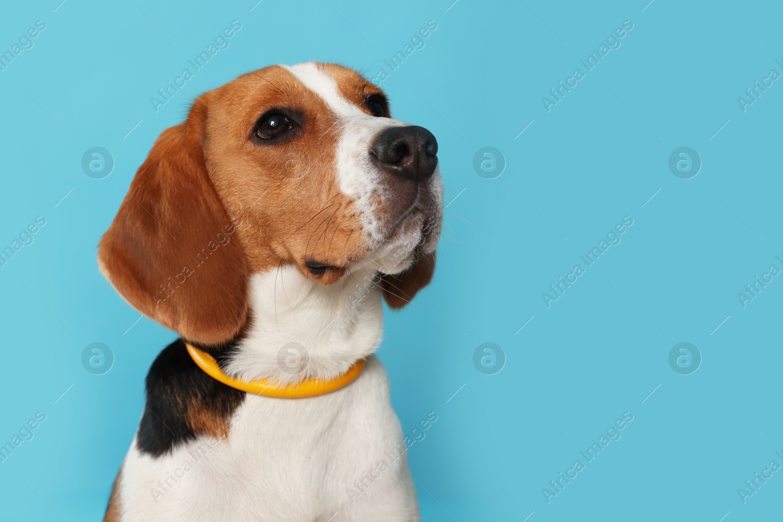 Photo of Adorable Beagle dog in stylish collar on light blue background. Space for text