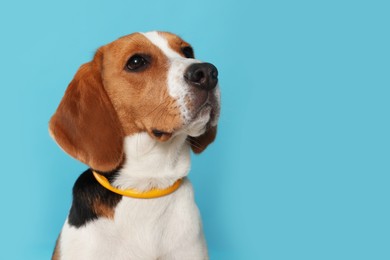 Photo of Adorable Beagle dog in stylish collar on light blue background. Space for text