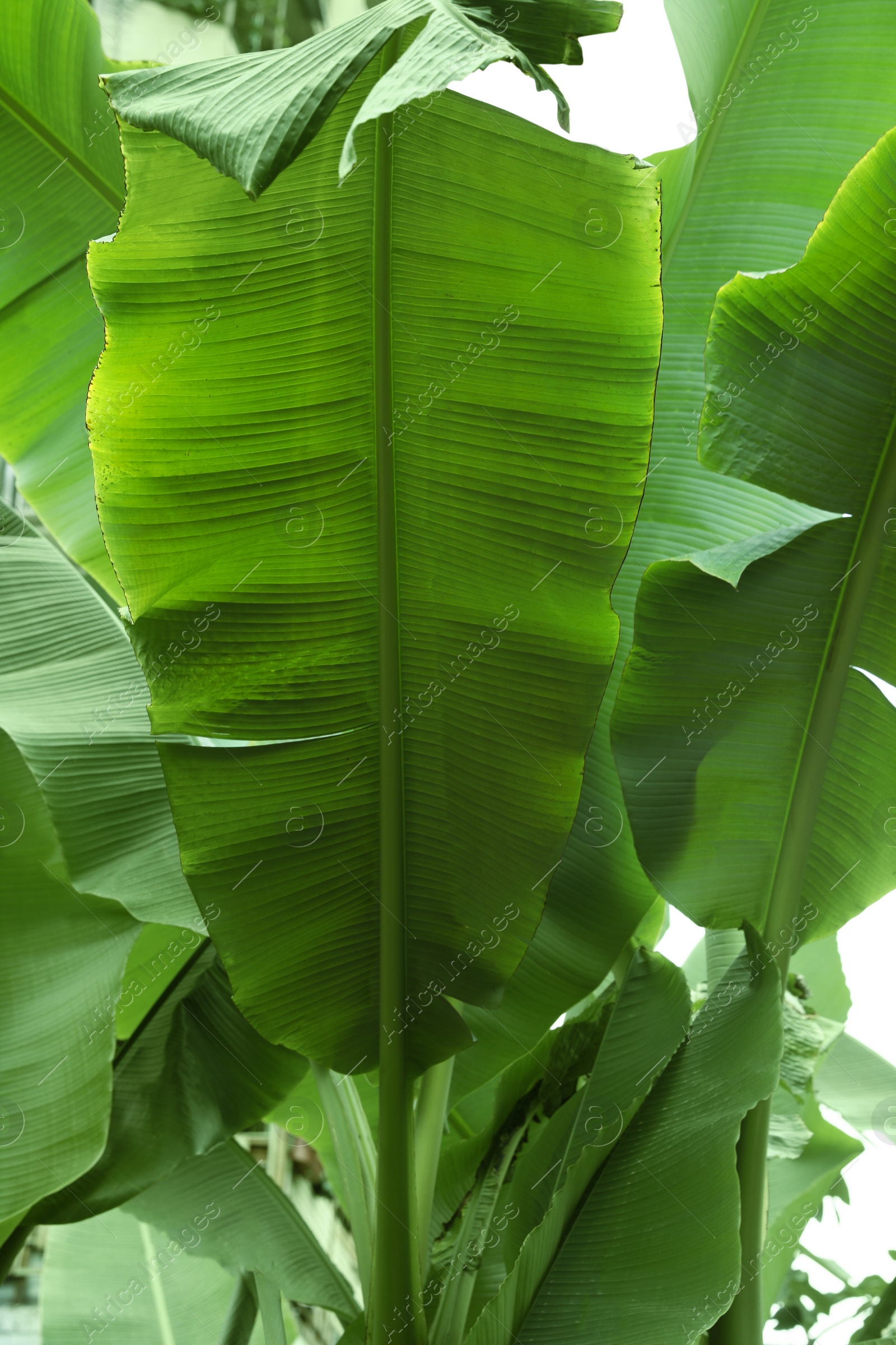 Photo of Fresh green banana plants growing outdoors. Tropical leaves