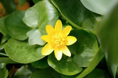 Photo of Beautiful Ficaria plant with yellow blossom, closeup. Spring flower