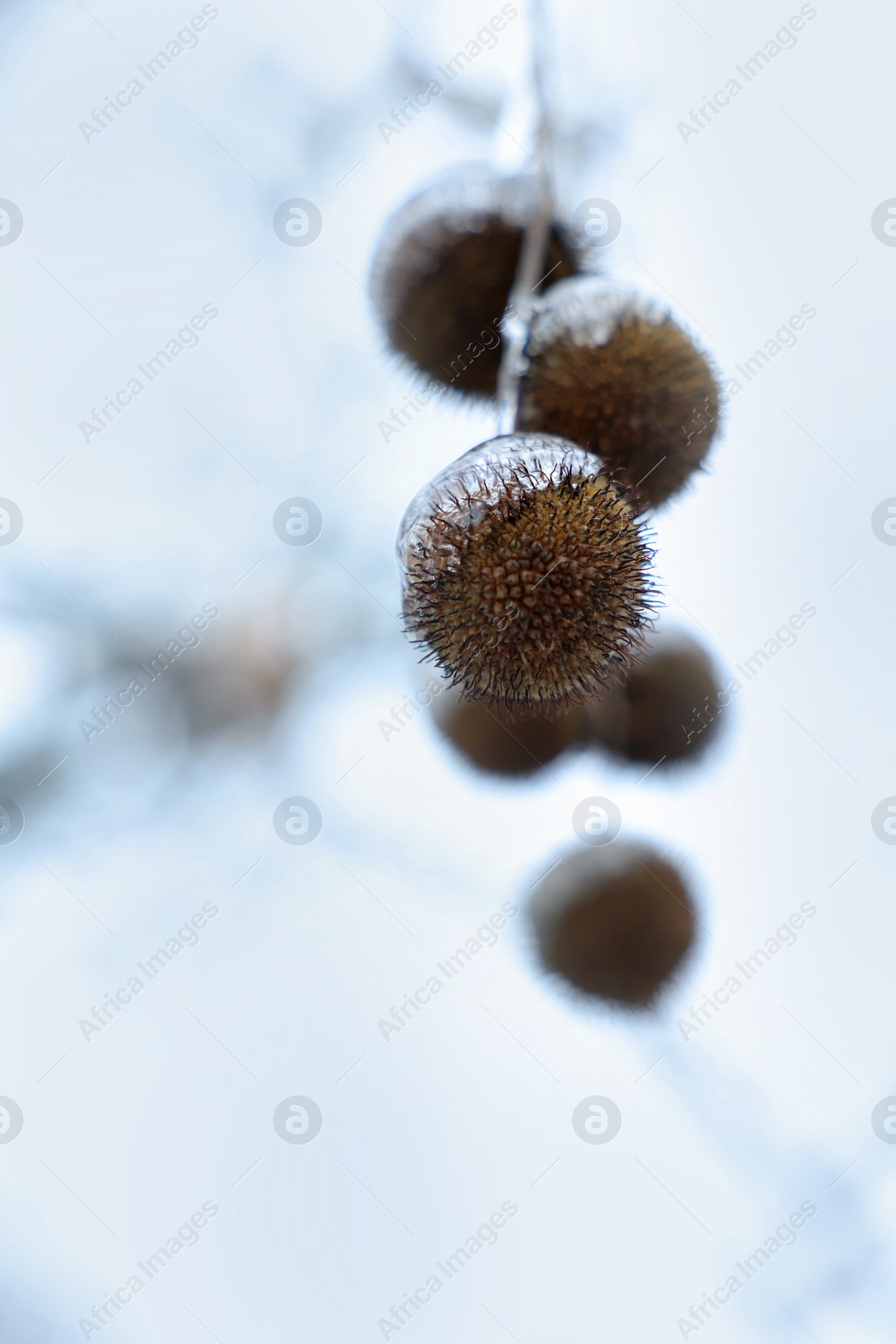 Photo of Closeup view of sycamore tree with seed balls in ice glaze outdoors on winter day. Space for text