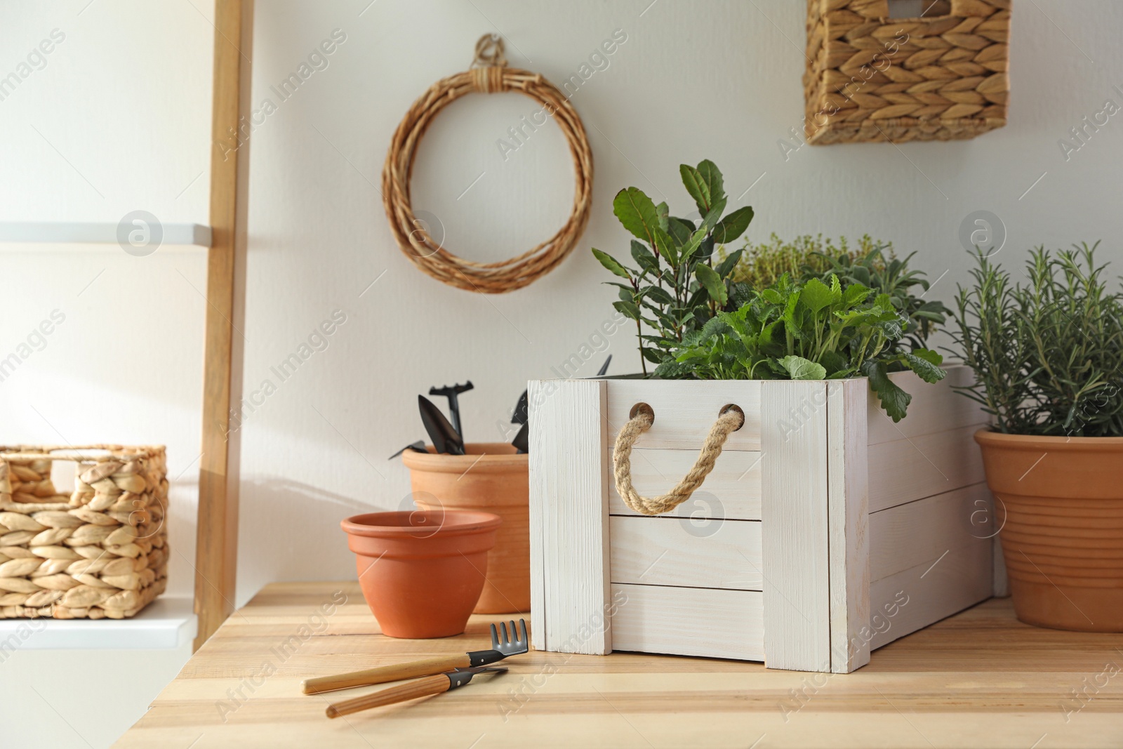 Photo of Different aromatic potted herbs and gardening tools on wooden table indoors